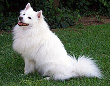 American Eskimo Dog Breed