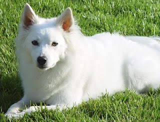 American Eskimo Dog Breed