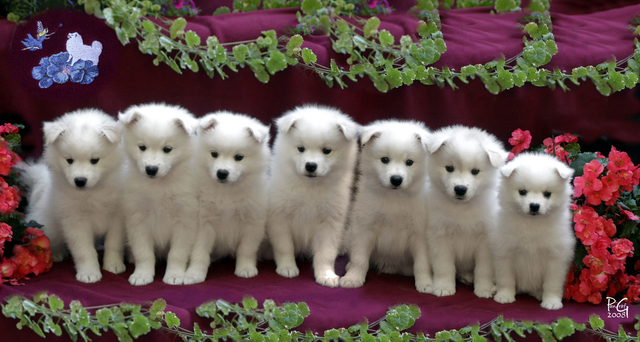 American Eskimo Dog Breeders