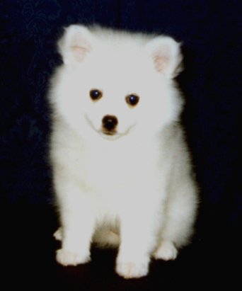 American Eskimo Dog Breeders