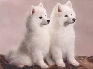 American Eskimo Dog Breeders