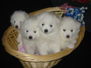 American Eskimo Dog Breeders