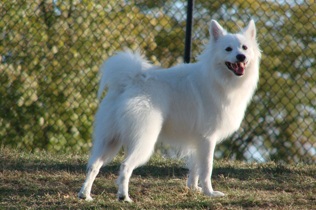 American Eskimo Dog Breeders In Ct