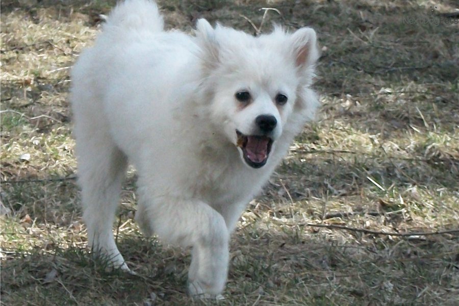 American Eskimo Dog Breeders In Michigan