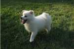 American Eskimo Dog Breeders In Michigan