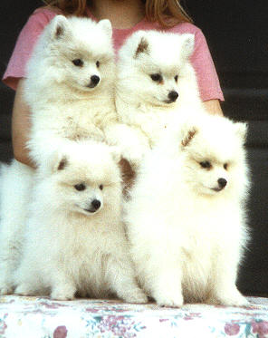 American Eskimo Dog Breeders In Michigan