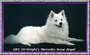 American Eskimo Dog Breeders In Michigan