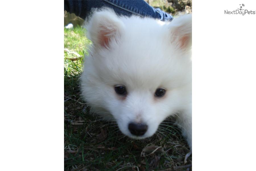 American Eskimo Dog Breeders In Michigan