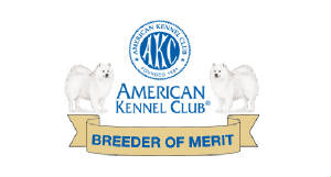 American Eskimo Dog Breeders In Michigan