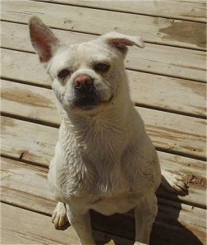 American Eskimo Dog Breeders Missouri