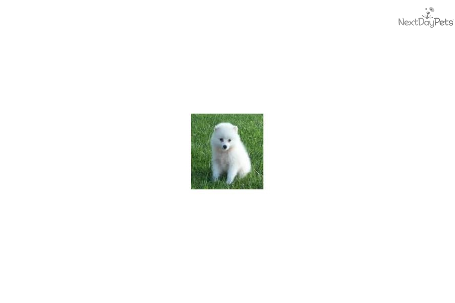 American Eskimo Dog Breeders Missouri