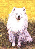 American Eskimo Dog Breeders Missouri