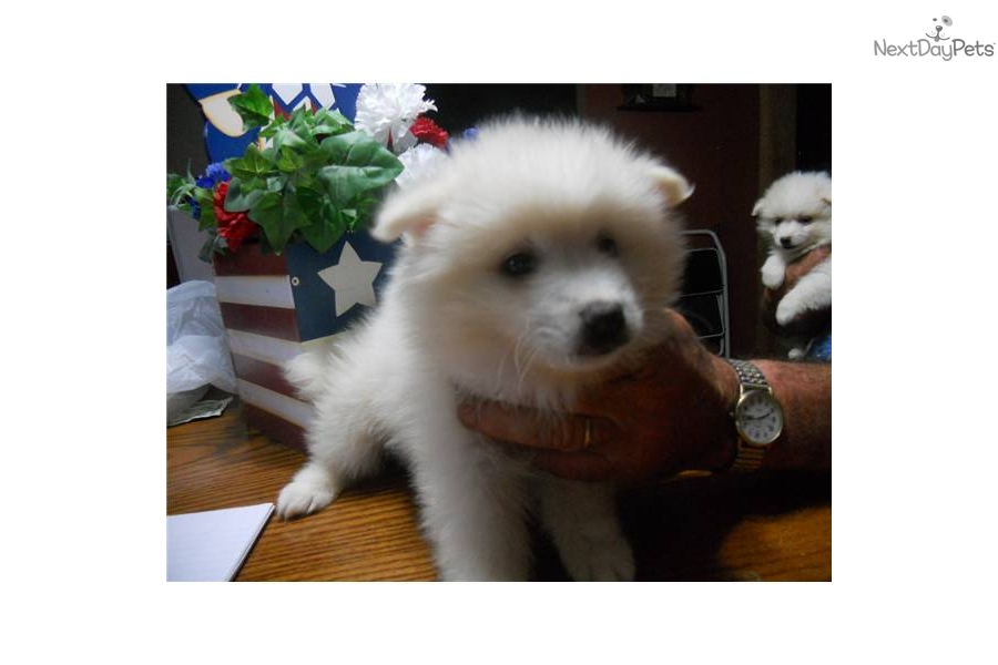 American Eskimo Dog Breeders Missouri