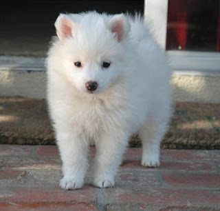 American Eskimo Dog Breeders Missouri