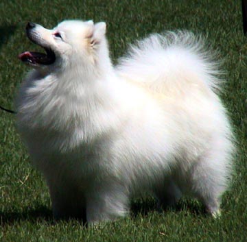 American Eskimo Dog Breeders Missouri