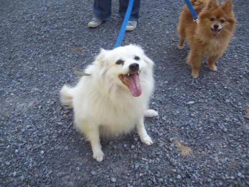 American Eskimo Dog Breeders Ny