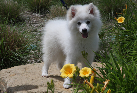 American Eskimo Dog Breeders Ny