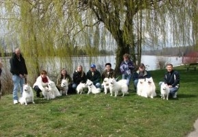 American Eskimo Dog For Sale