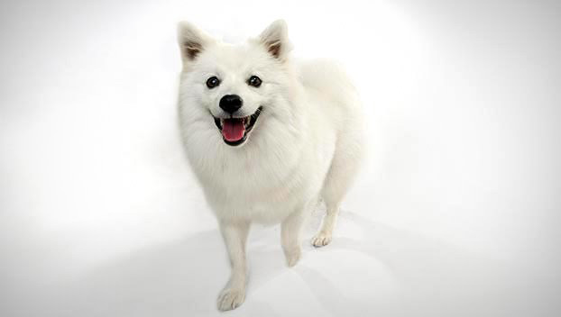 American Eskimo Dog For Sale