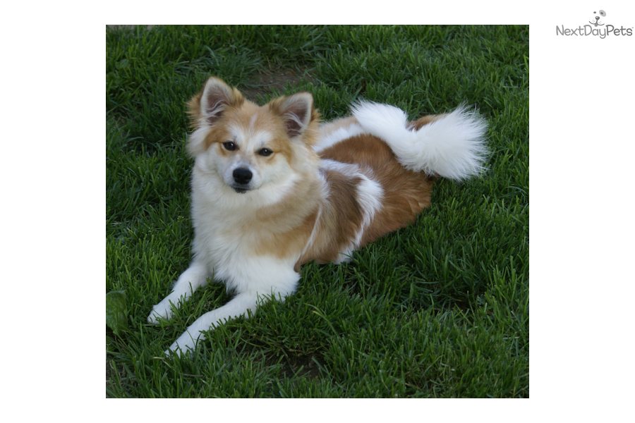 American Eskimo Dog For Sale