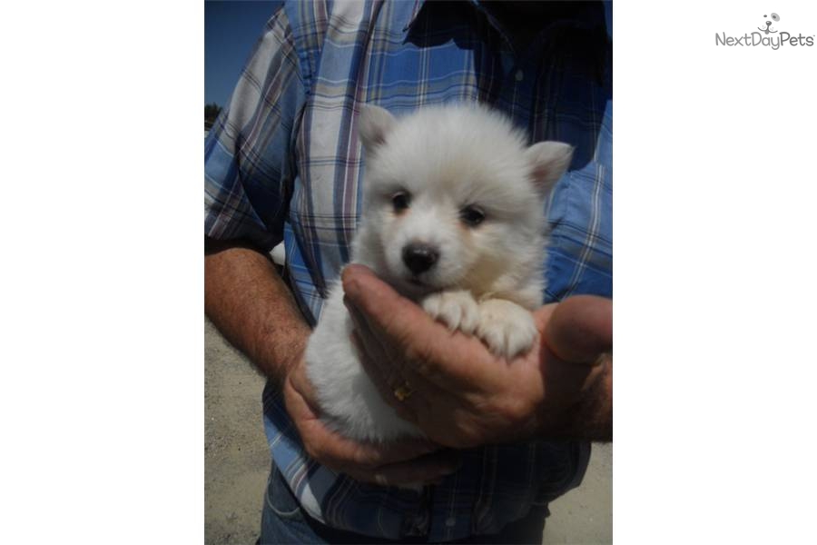 American Eskimo Dog For Sale