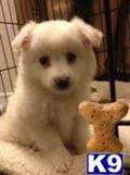 American Eskimo Dog For Sale In Nj