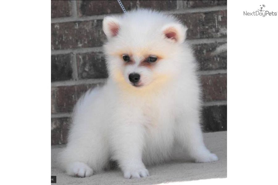 American Eskimo Dog For Sale In Texas