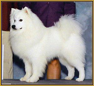 American Eskimo Dog For Sale In Texas