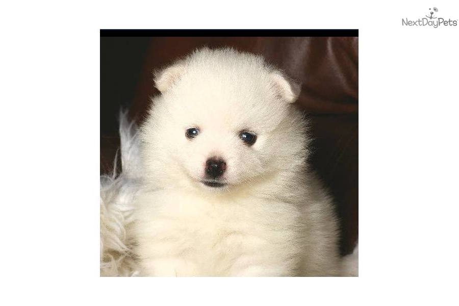 American Eskimo Dog For Sale In Texas