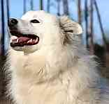 American Eskimo Dog For Sale Utah