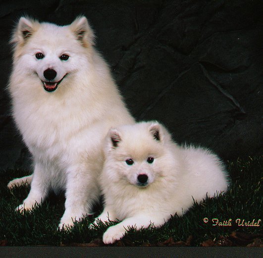 American Eskimo Dog For Sale Utah