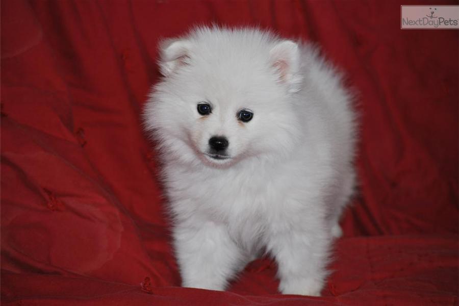 American Eskimo Dog For Sale Utah