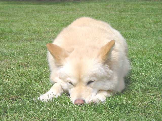 American Eskimo Dog Mix