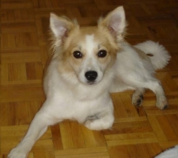 American Eskimo Dog Mix