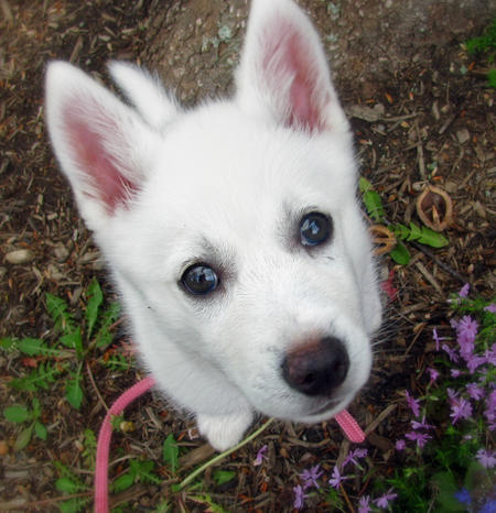 American Eskimo Dog Mix