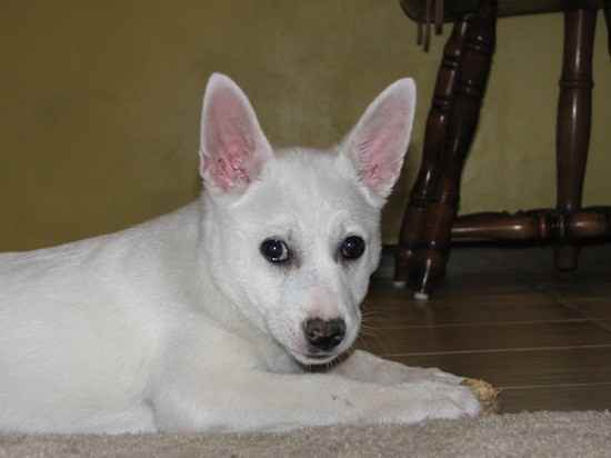 American Eskimo Dog Mix