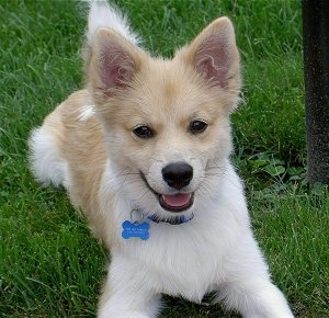 American Eskimo Dog Mix