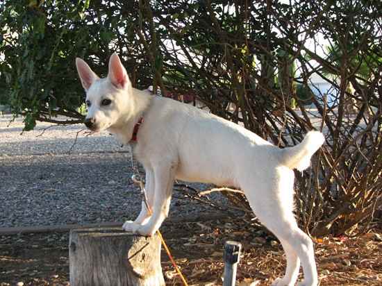 American Eskimo Dog Mix