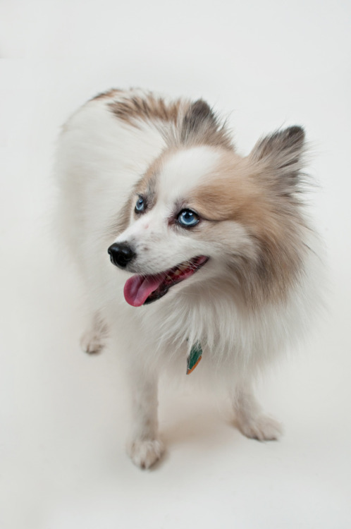 American Eskimo Dog Mixed With Pomeranian