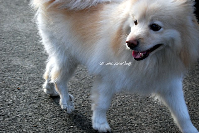 American Eskimo Dog Mixed With Pomeranian