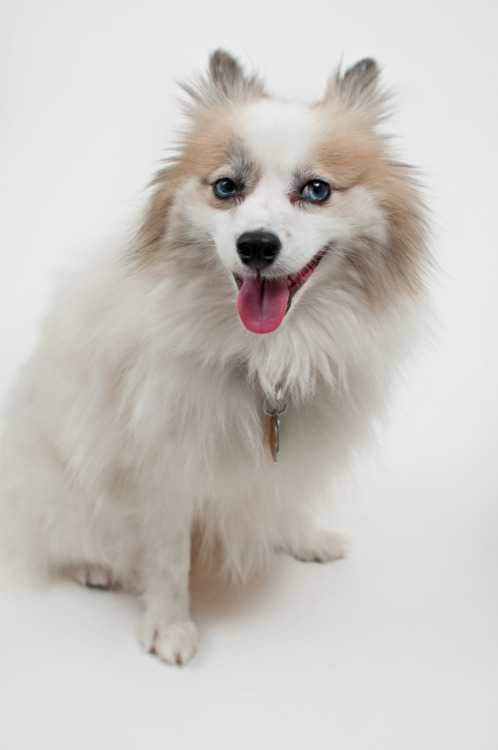 American Eskimo Dog Mixed With Pomeranian