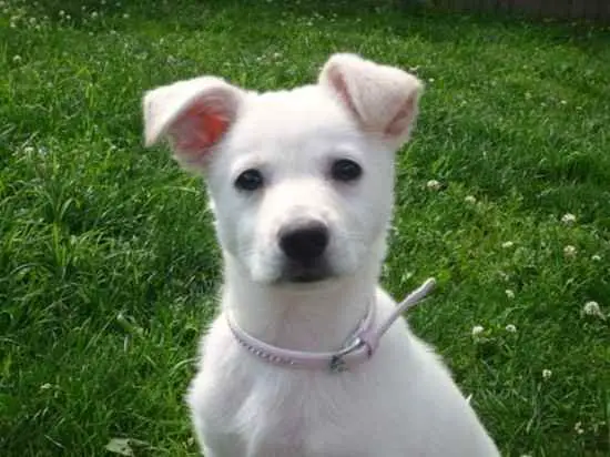 American Eskimo Dog Mixed With Pomeranian