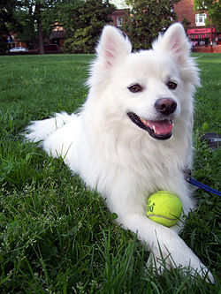 American Eskimo Dog Mixed With Pomeranian