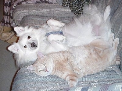 American Eskimo Dog Puppy