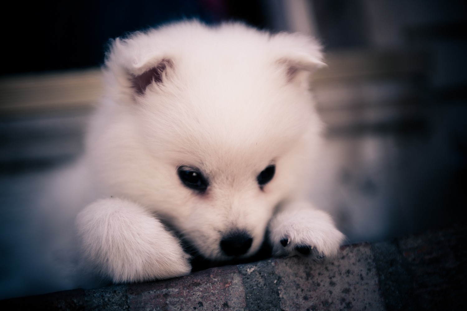 American Eskimo Dog Puppy