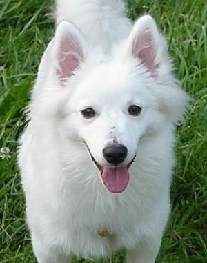 American Eskimo Dog Puppy