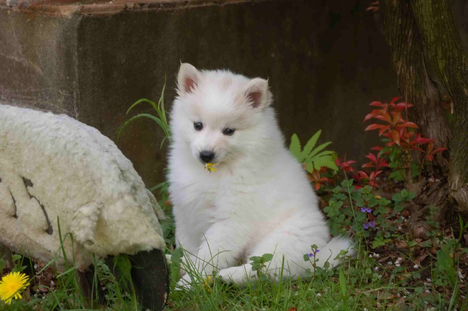 American Eskimo Dog Puppy