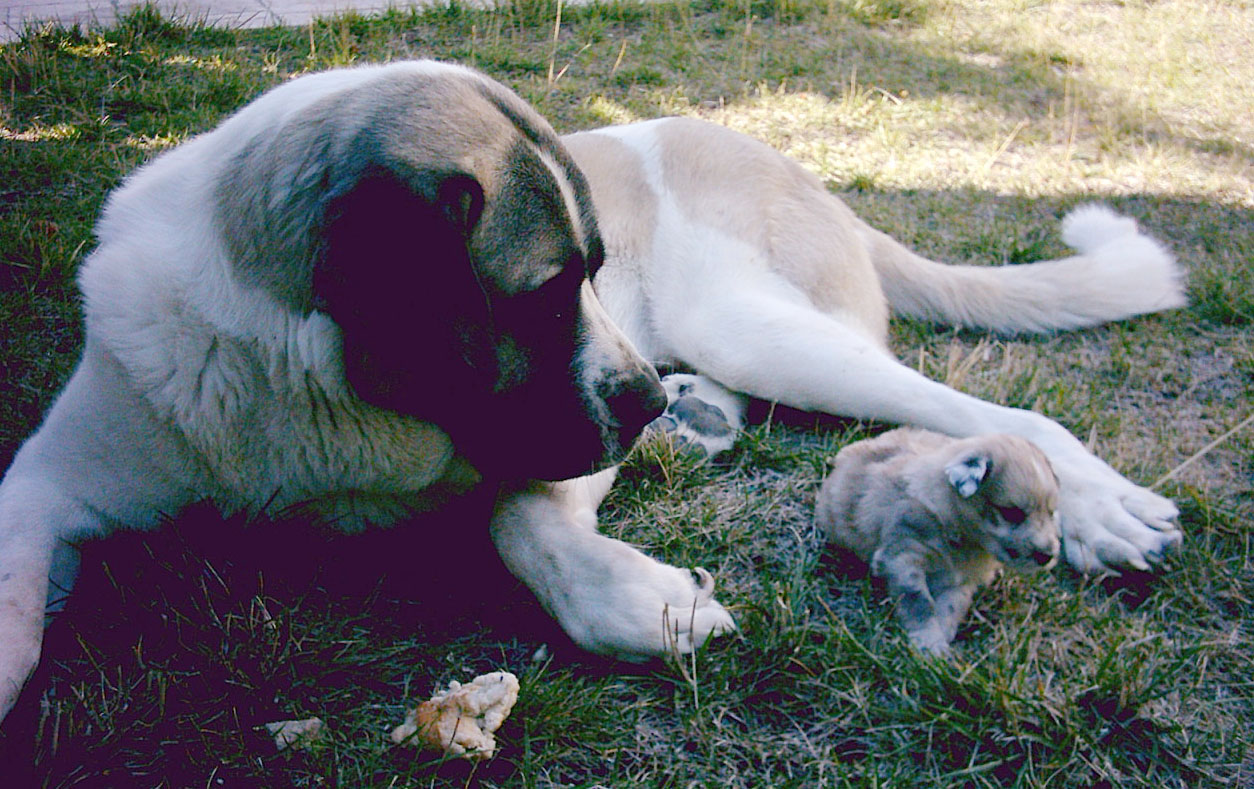 American Eskimo Dog Size Comparison