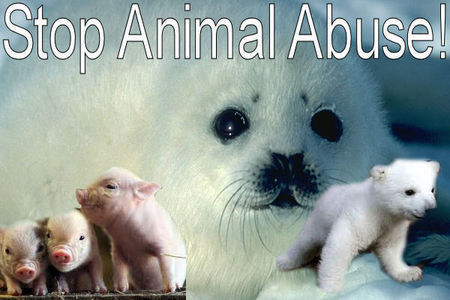 Animal Abuse Pictures