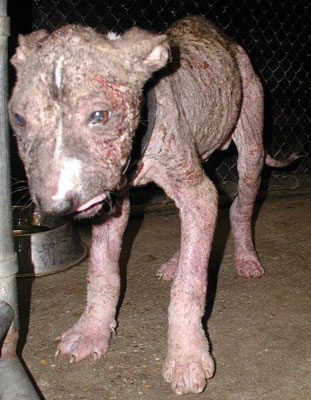 Animal Abuse Pictures And Facts